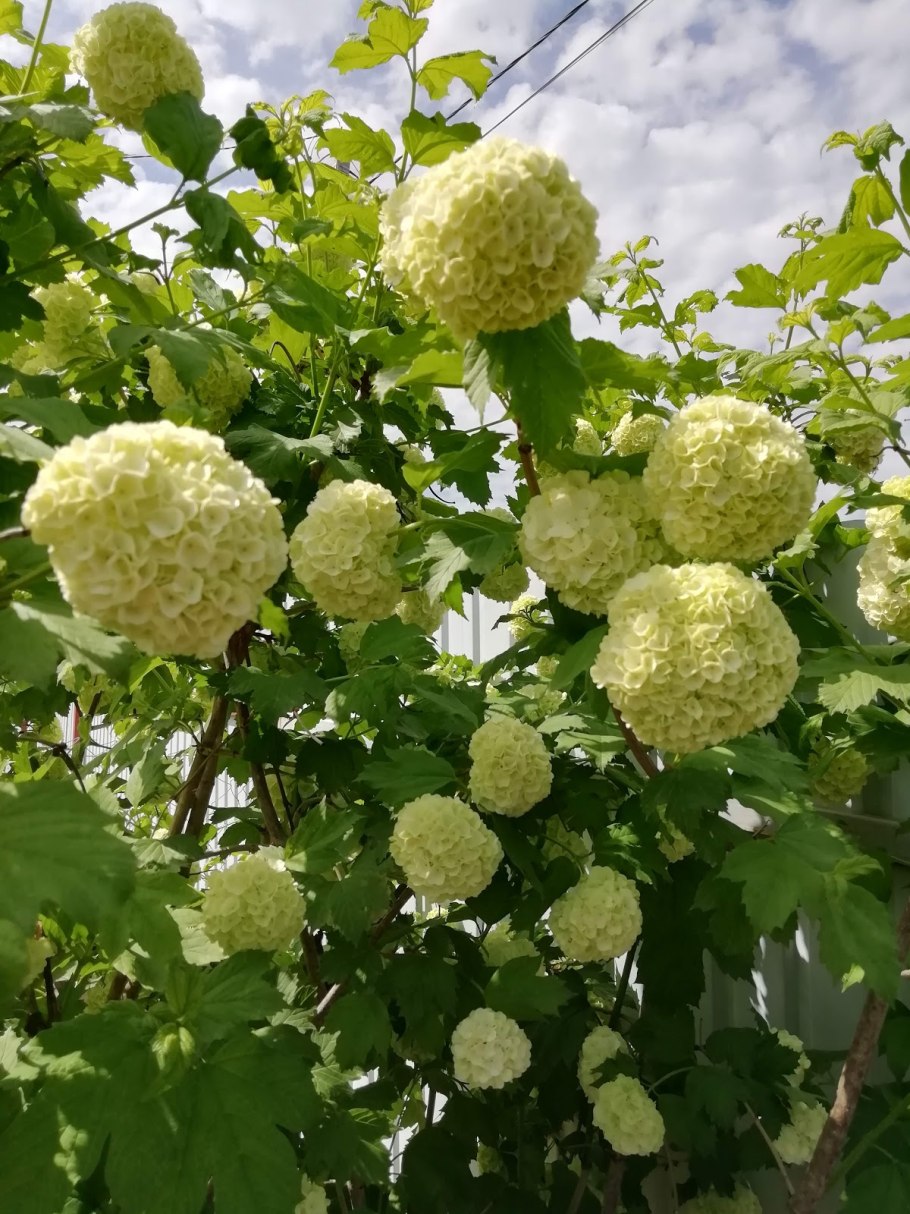 Калина бульденеж