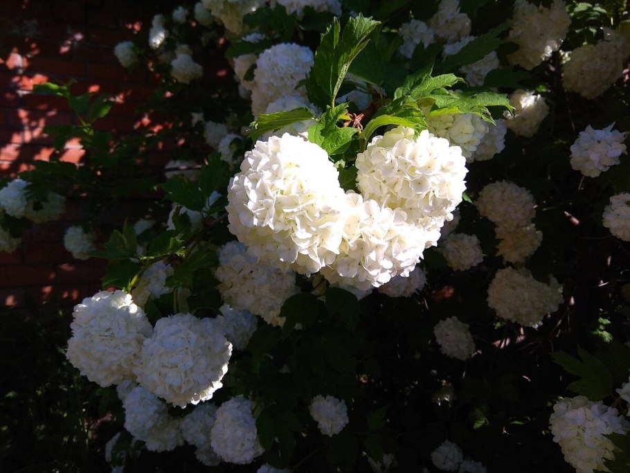 Кустарник Калина бульденеж