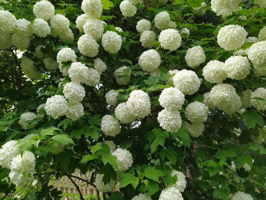 Кустарник Калина бульденеж