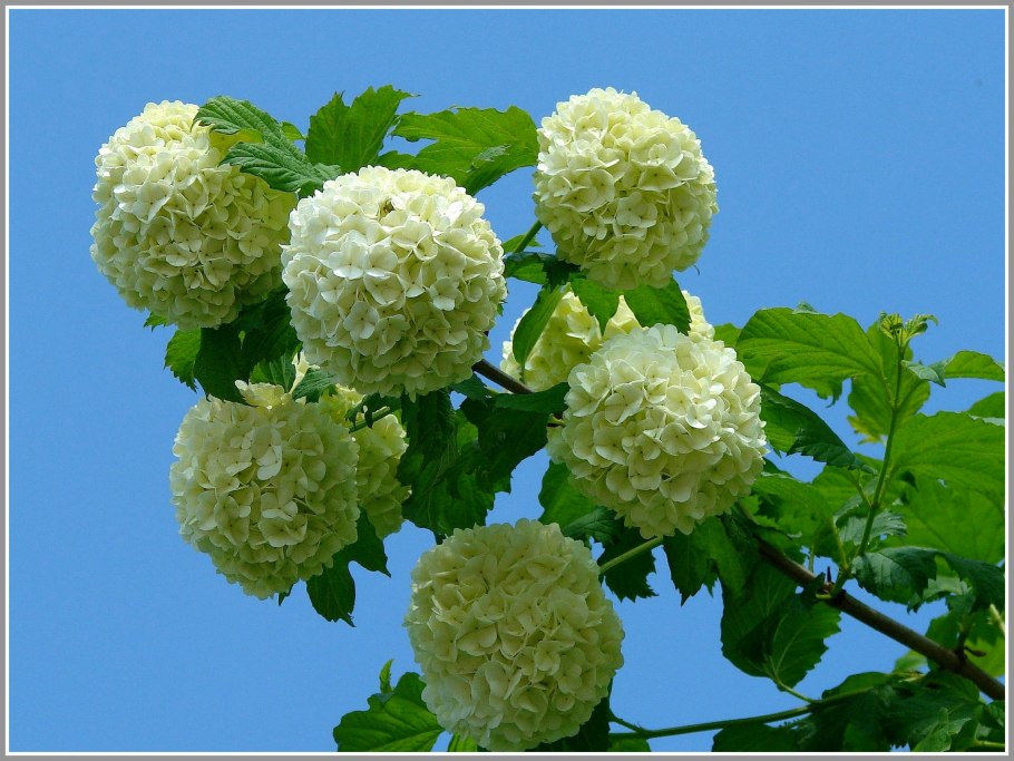 Калина Буль да неж дерево