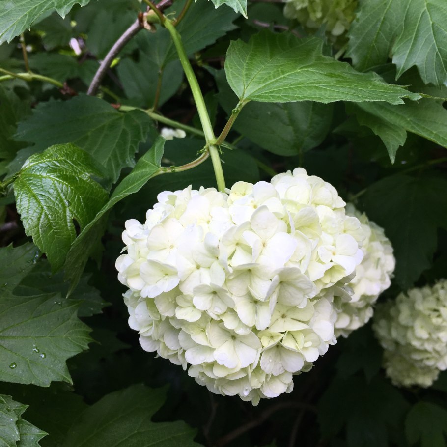 Калина декоративная бульденеж