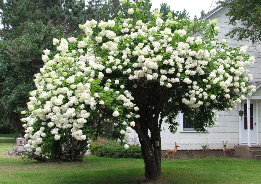 Кустарник Калина бульденеж