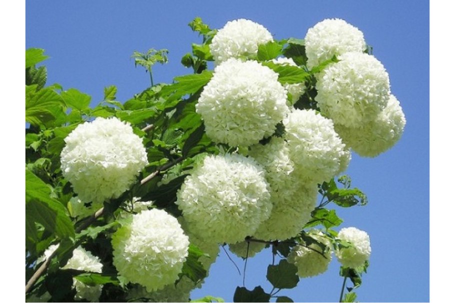 Калина складчатая Viburnum plicatum tomentosum