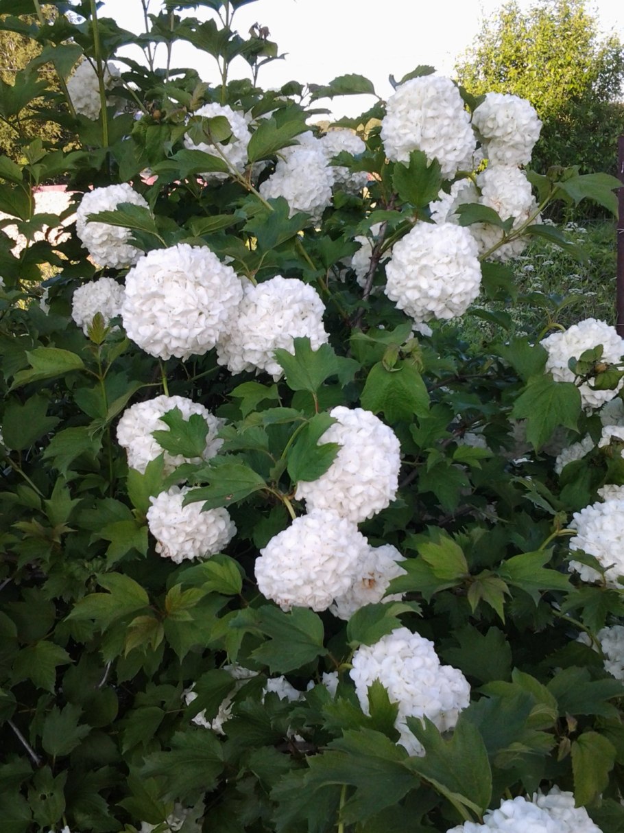 Калина бульденеж Розеум