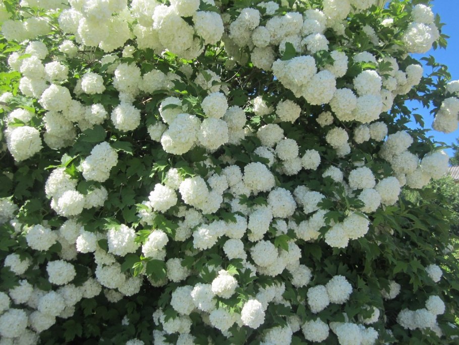 Калина бульденеж с гортензиями