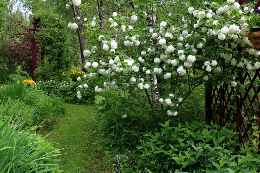 Калина бульденеж дерево