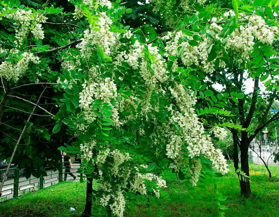 Белая Акация (Робиния псевдоакация)