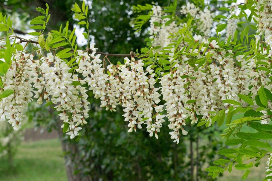Трехлистная Акация