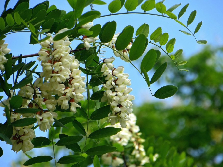 Робиния Лжеакация листья