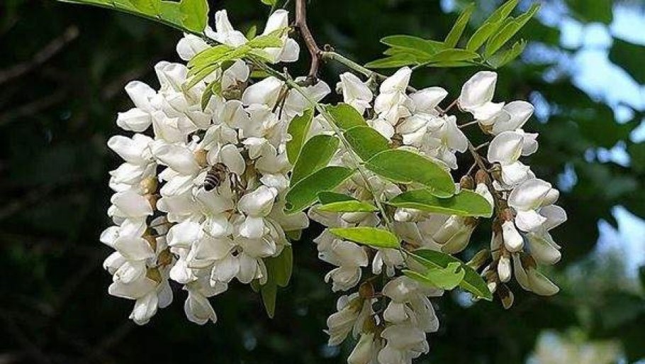Акация белая (Робиния)