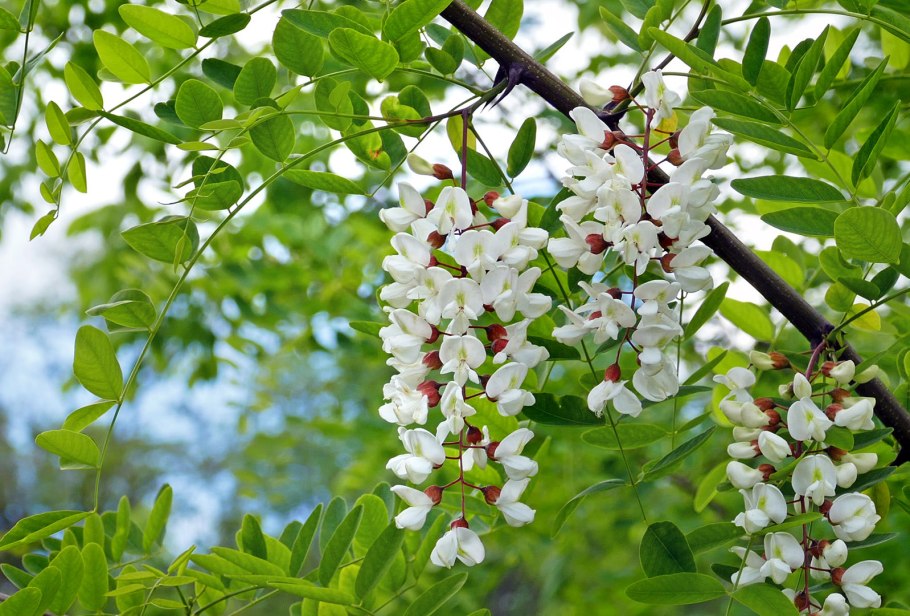 Акация белая кустарник