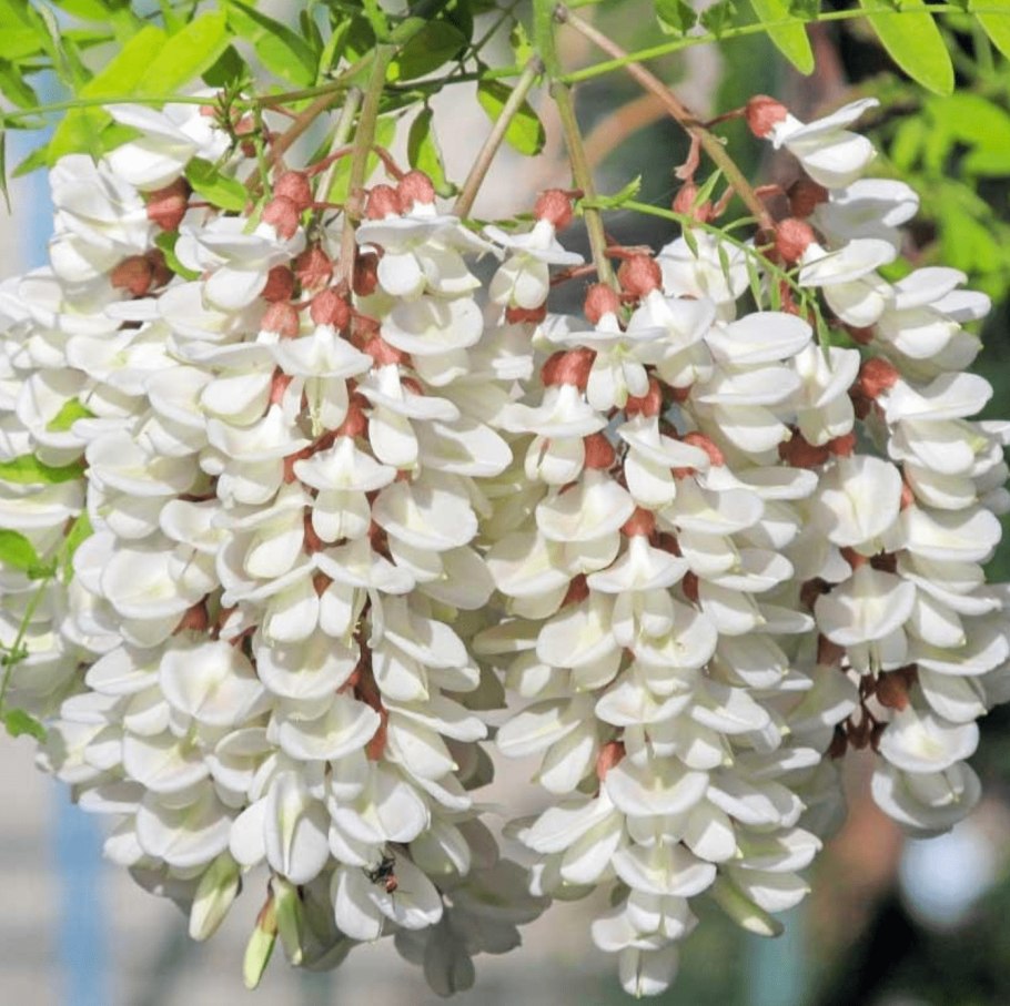 Робиния (белая Акация) Robinia pseudoacacia