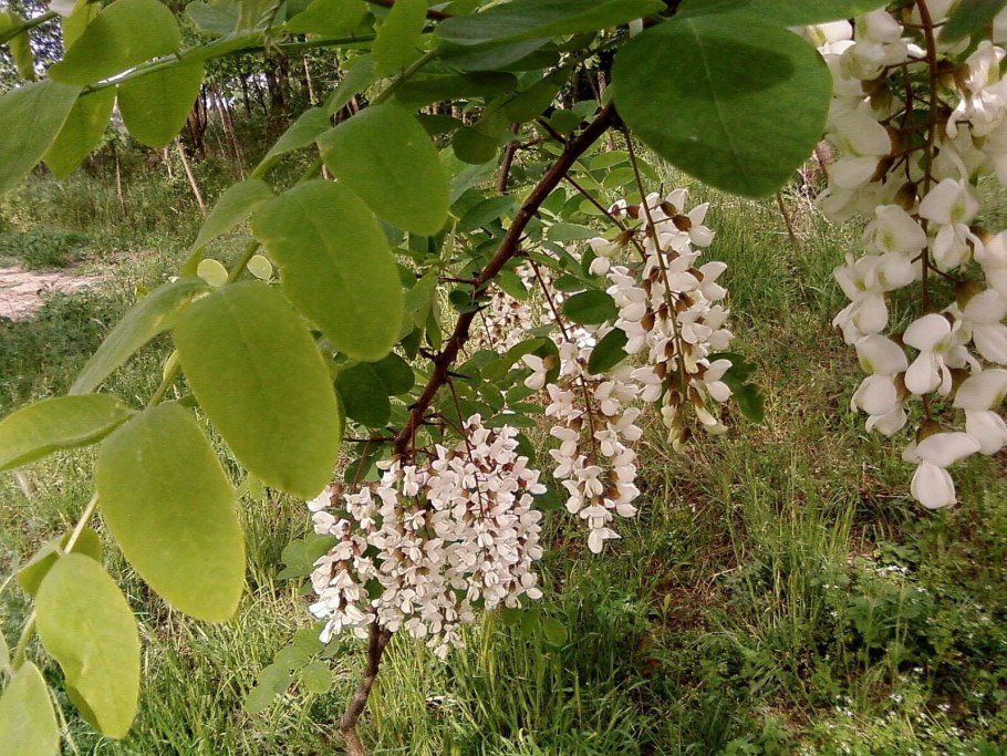 Робиния псевдоакация Umbraculifera