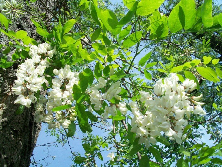 Акация белая (Робиния)