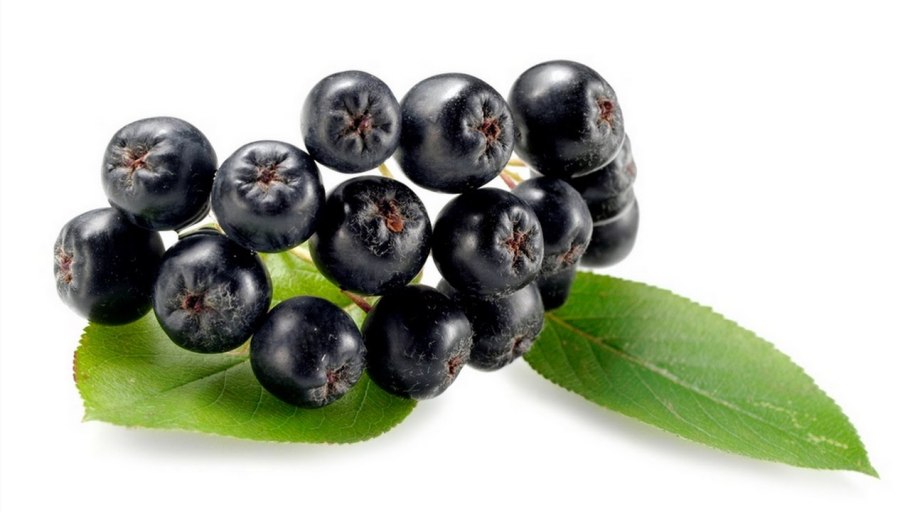 Ягоды черноплодной рябины