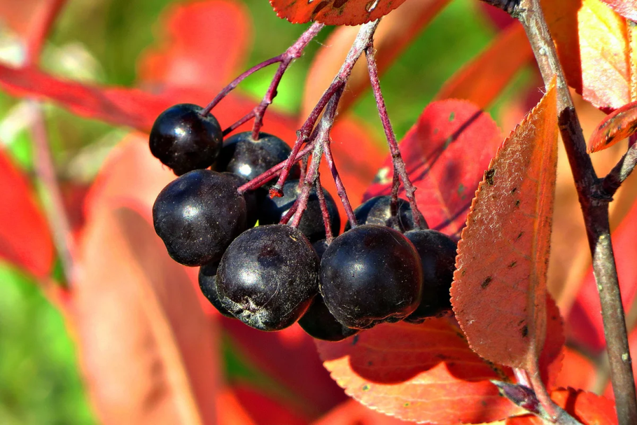 Арония сливолистная Викинг