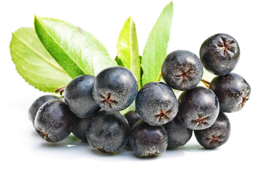 Черноплодная рябина