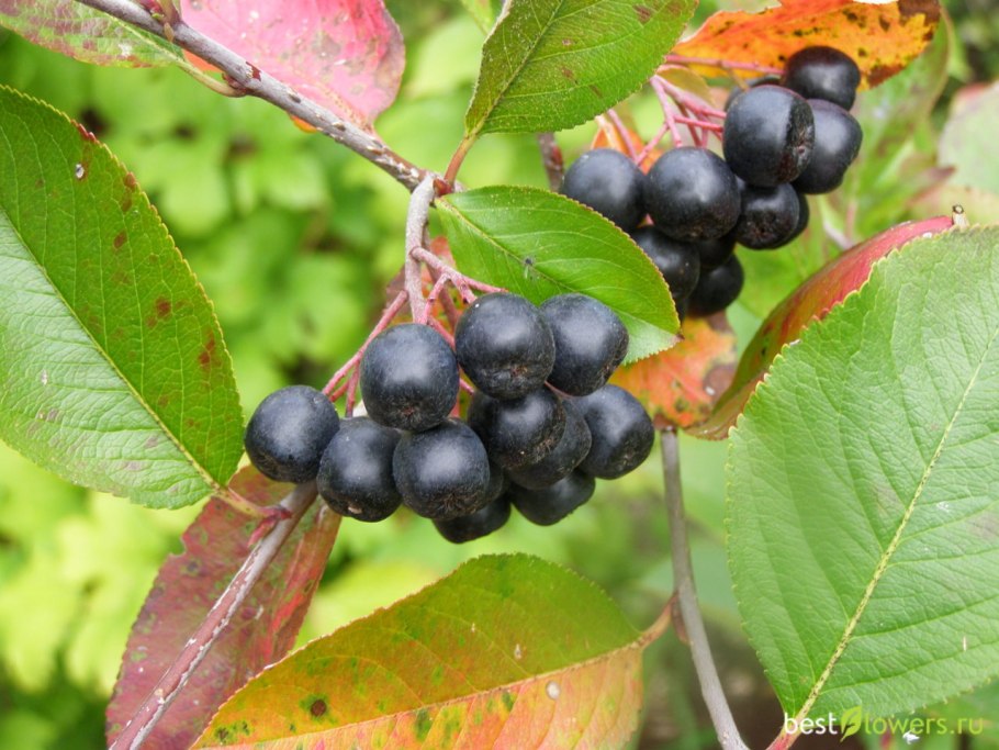 Арония черноплодная (Aronia melanocarpa)