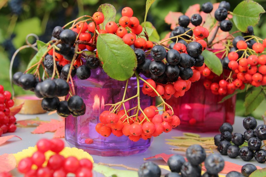 Черноплодная рябина рябина черная