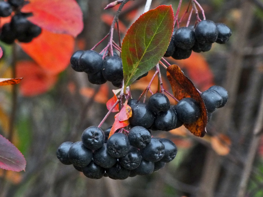 Рябина черноплодная (Aronia melanocarpa)