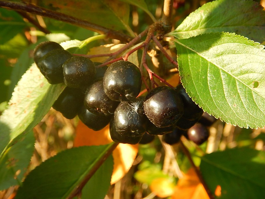 Арония черноплодная