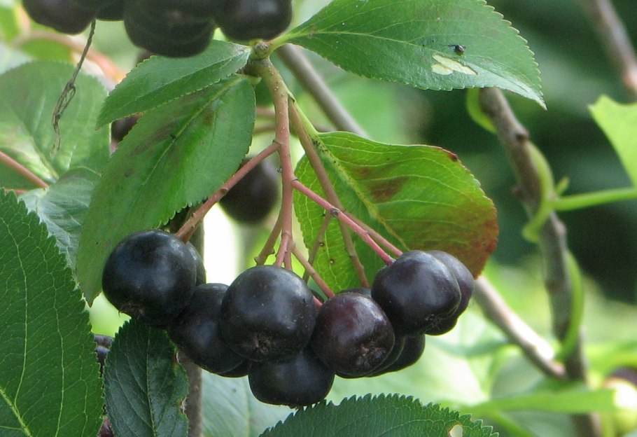 Арония черноплодная