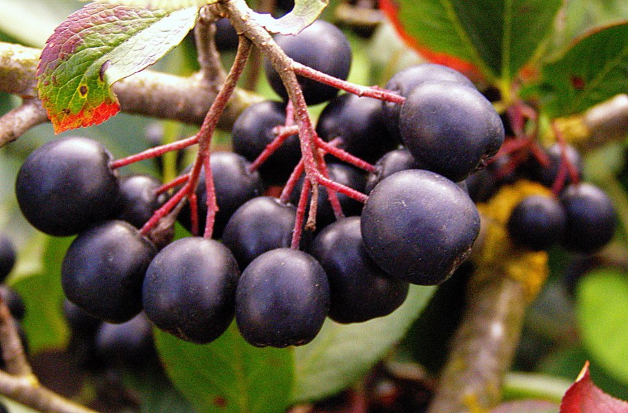 Рябина черноплодная (Aronia melanocarpa)