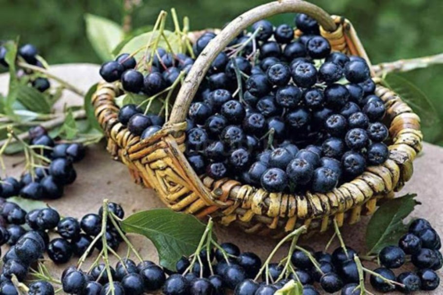 Ягоды черноплодной рябины