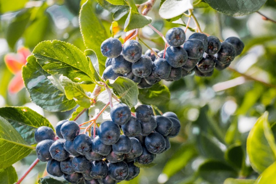 Черноплодная рябина арония