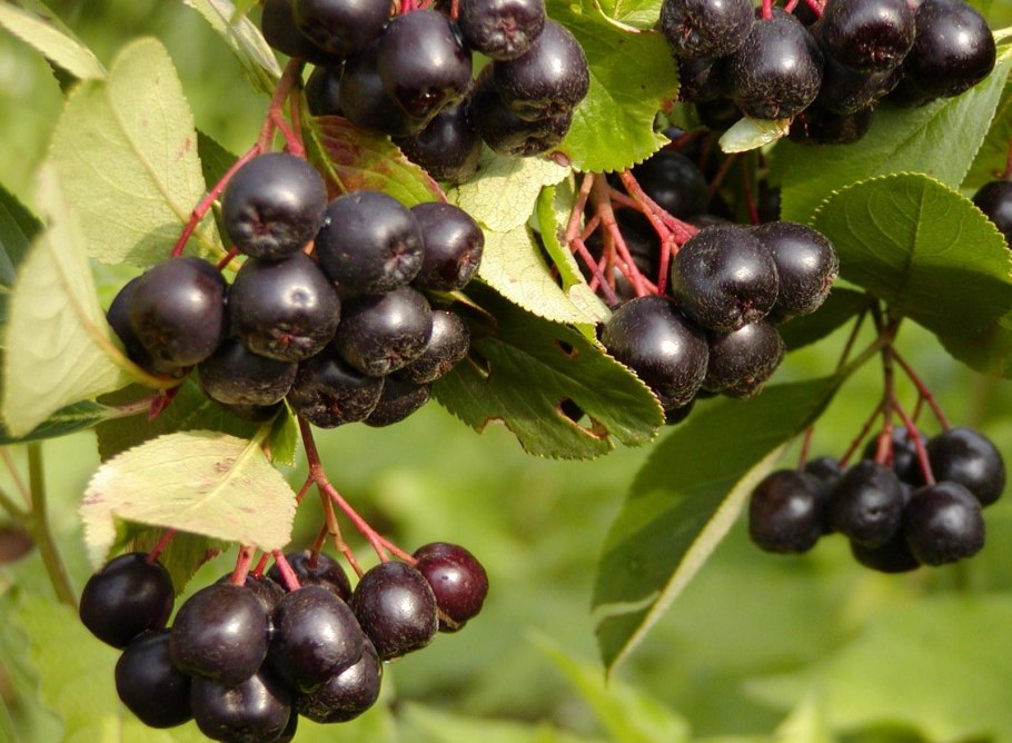 Арония черноплодная (Aronia melanocarpa)