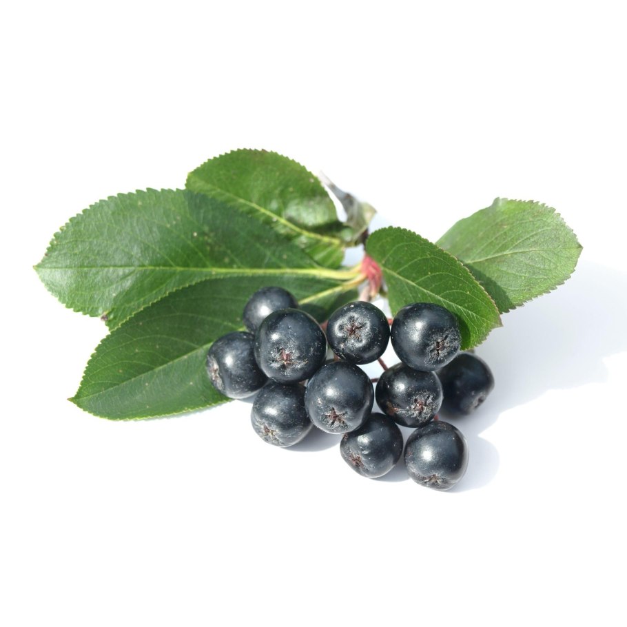 Арония черноплодная смородина