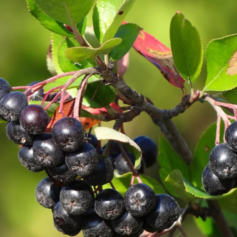 Арония черноплодная мулатка