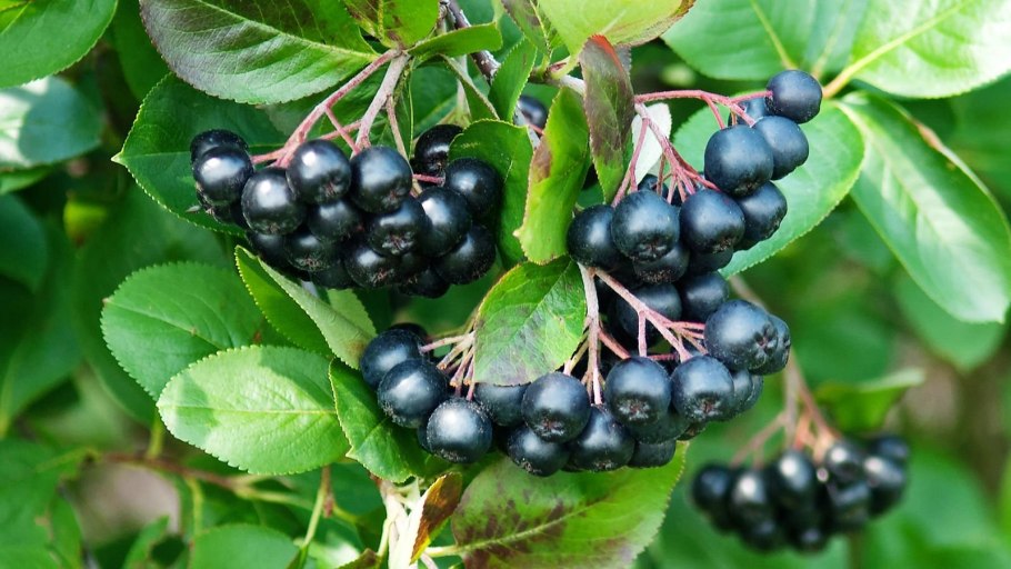 Арония сливолистная Aron