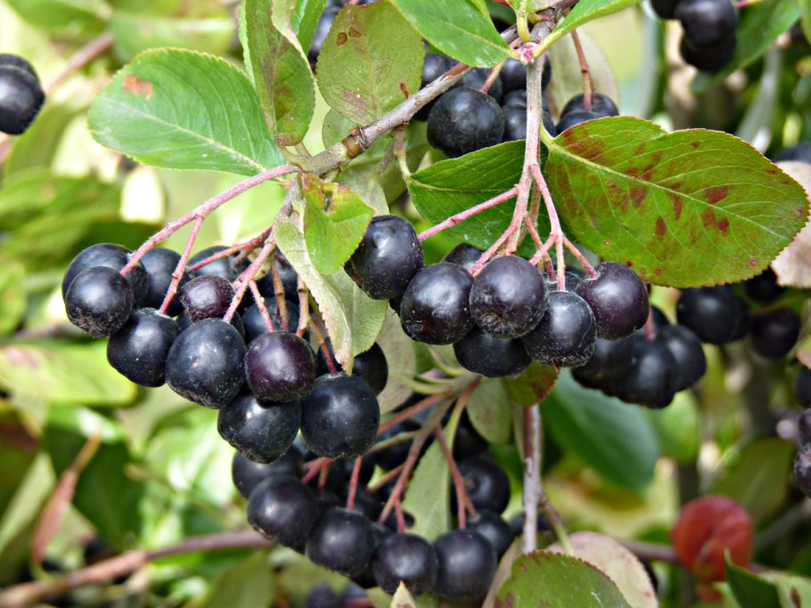 Рябина черноплодная (Aronia melanocarpa)