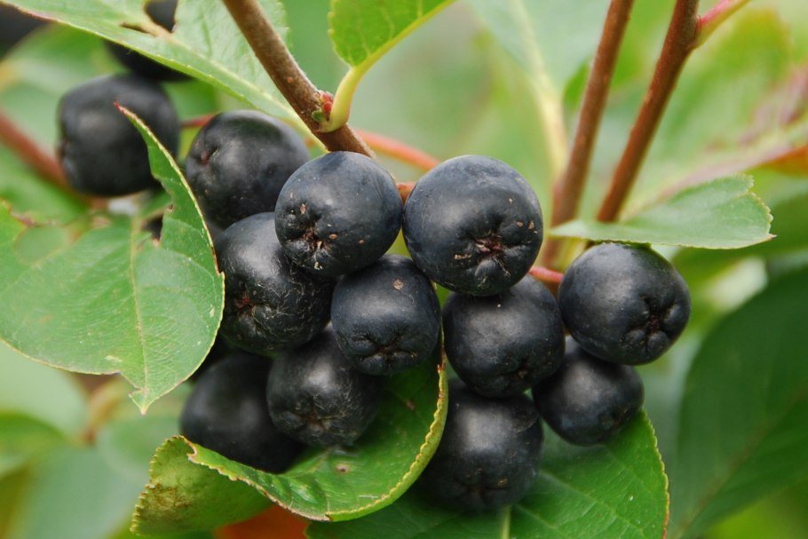 Арония сливолистная Aronia