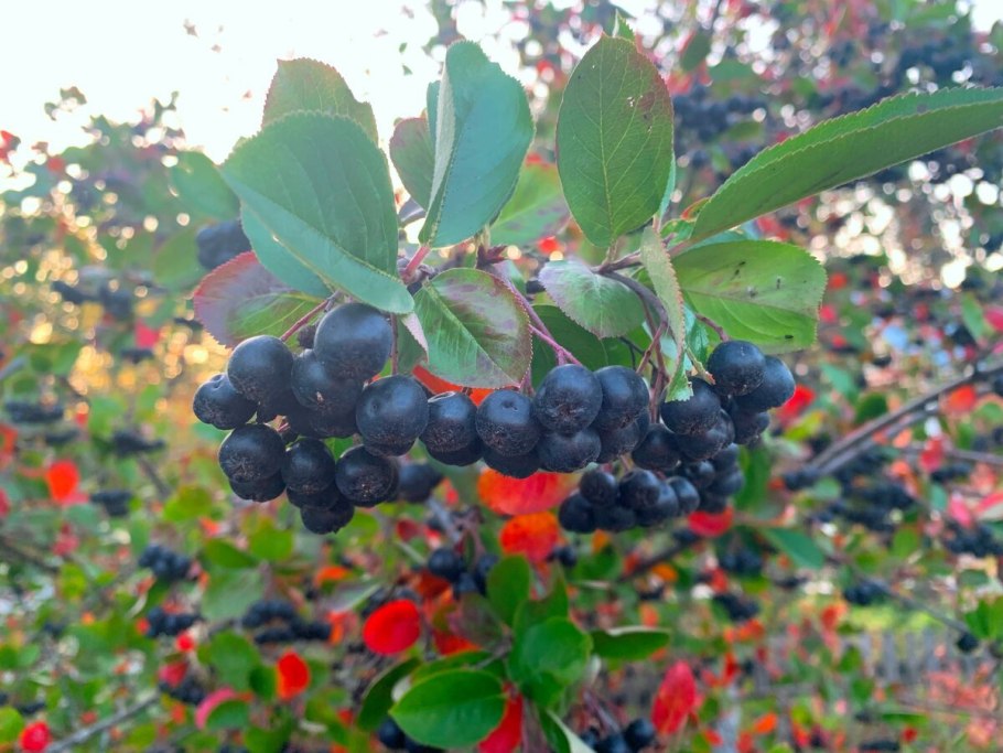 Черноплодная рябина арония