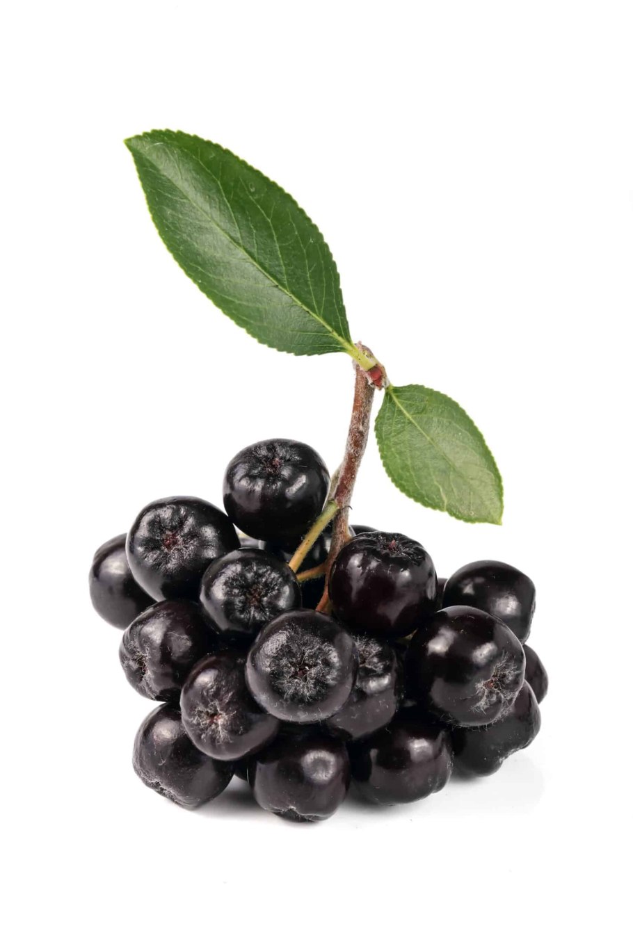 Семена черноплодной рябины