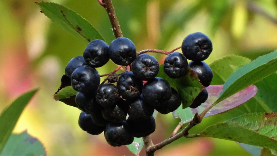 Арония черноплодная мулатка