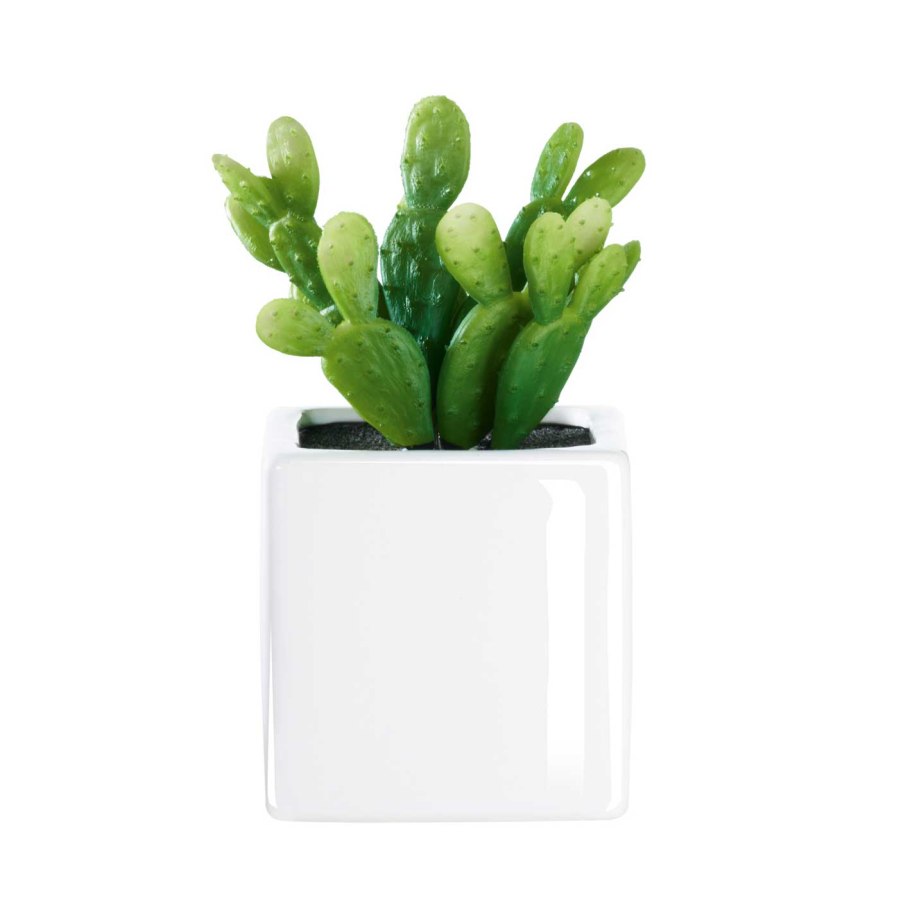 Цветок столетник Кактус