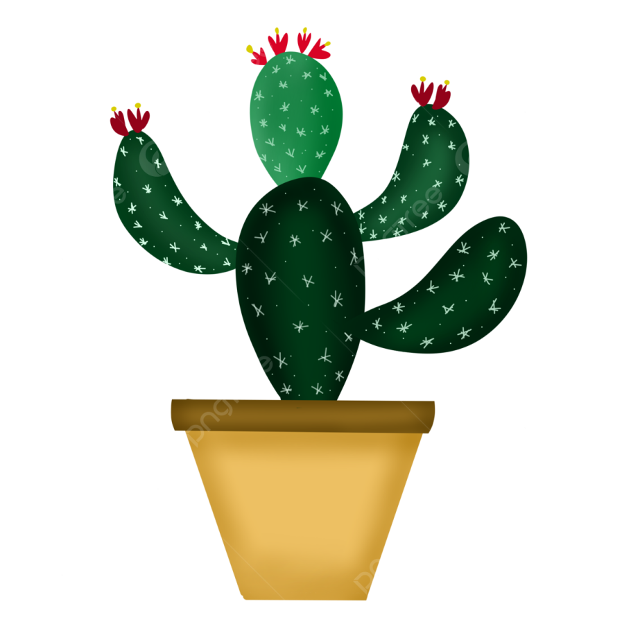 Кактус опунция в горшке