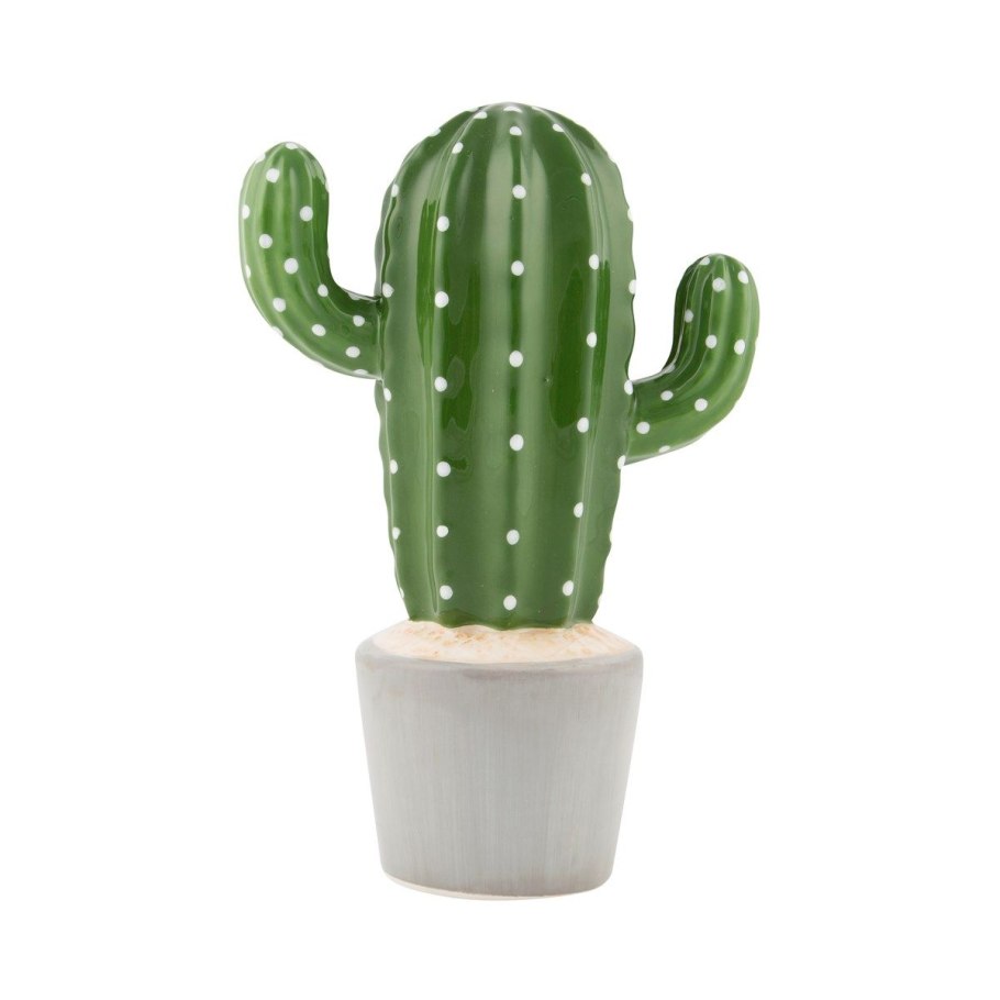 Кактус на белом фоне