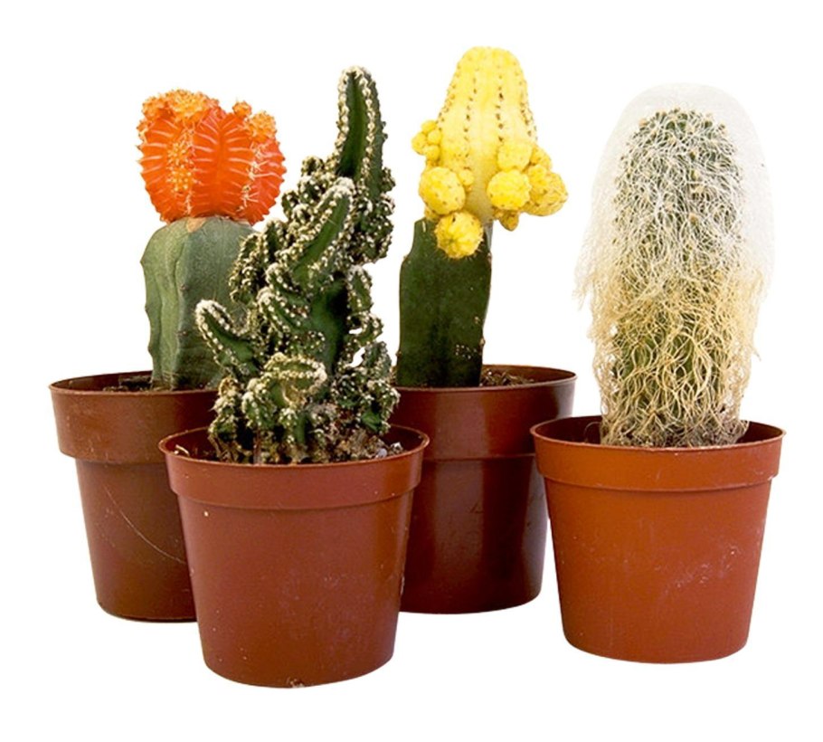 Вазон для кактусов