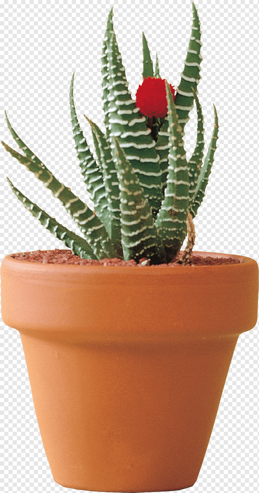 Кактус Каваи