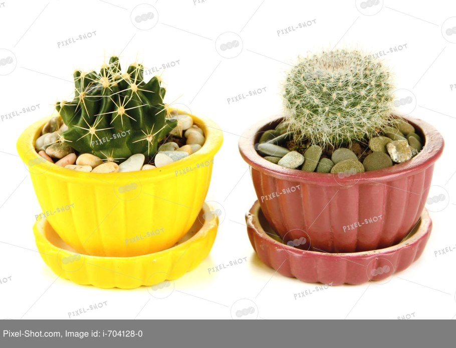 Кактус картинка