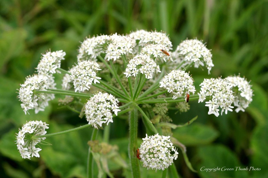 Ангелика Скальная