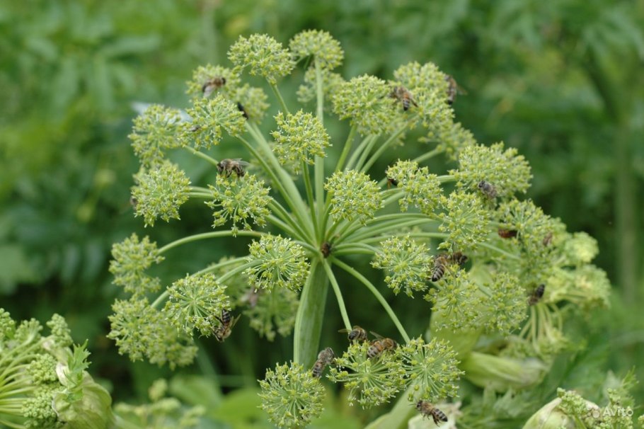 Дягиль Дудник лекарственный