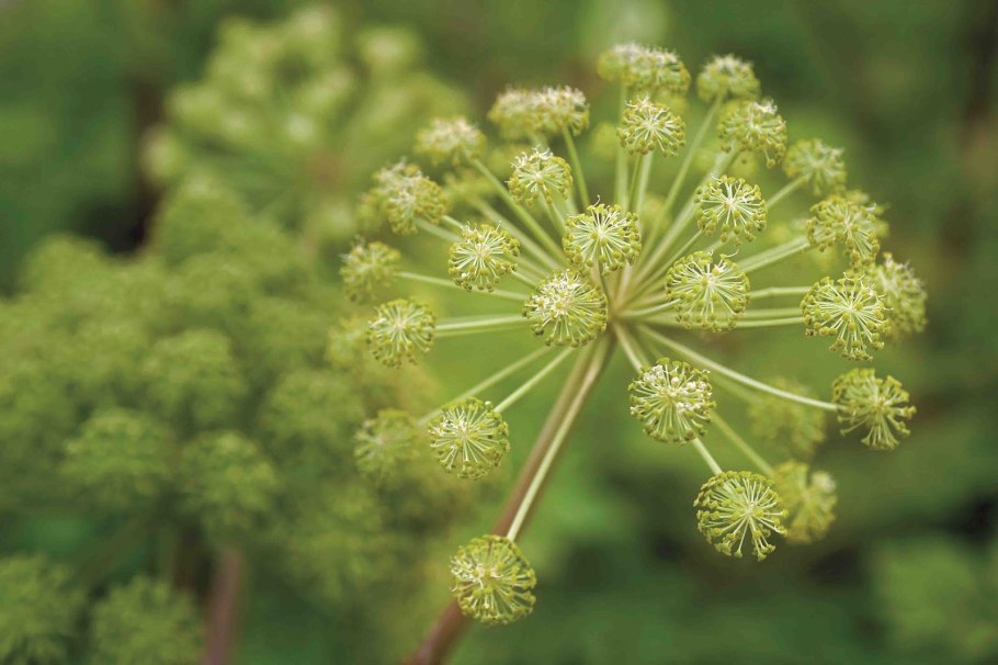 Дягиль (род)