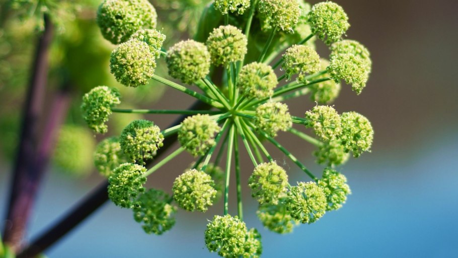 Дягиль специя