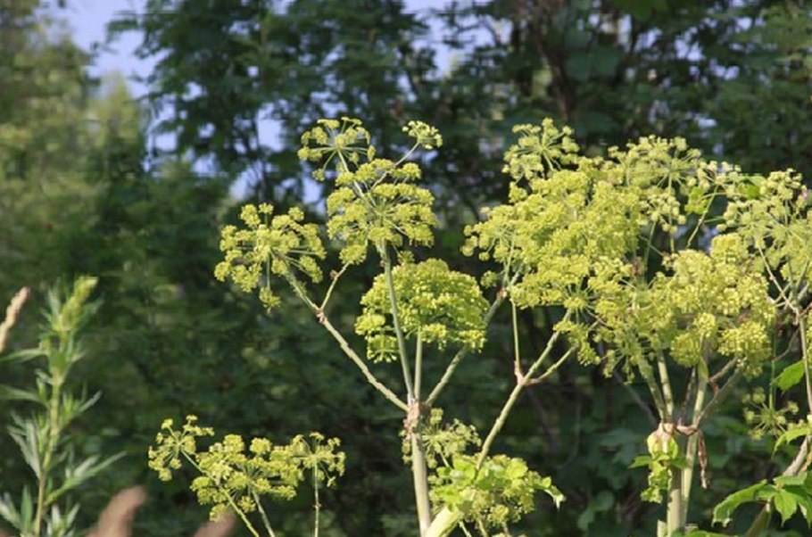 Мёд дягилевый