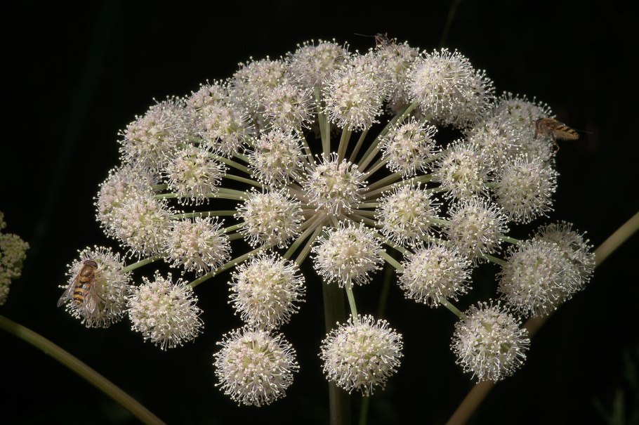 Дудник Лесной соцветие